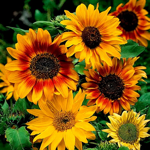 Autumn Time' Sunflower Seeds