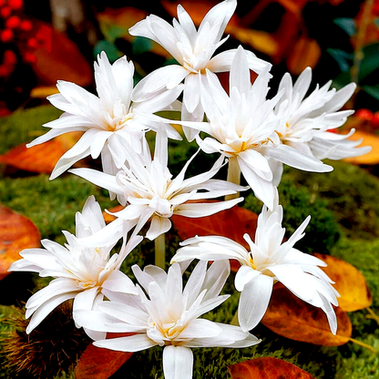 Autumnale Alboplenum