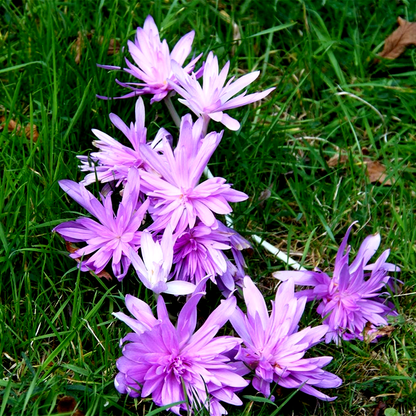 Autumnale Pleniflorum