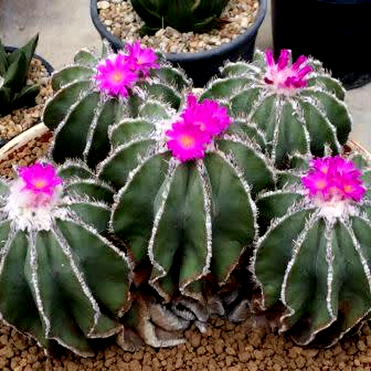 Aztekium hintonii