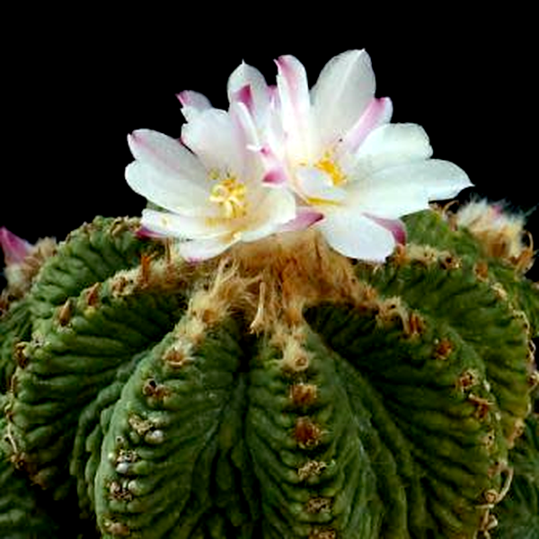 Aztekium ritteri
