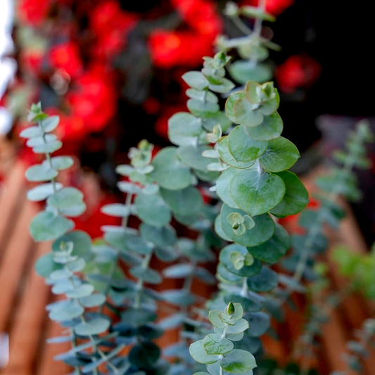 Baby Blue Bouquet Improved Eucalyptus Seeds
