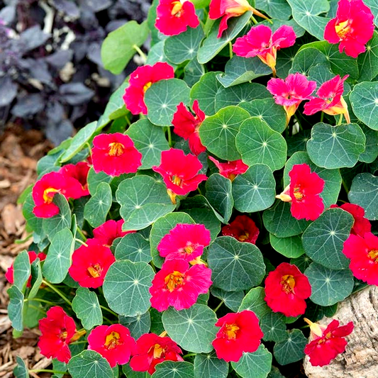 Baby Rose Nasturtium Seeds