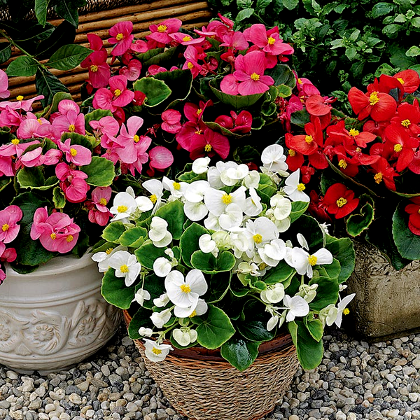 Bada Bing® Mix Begonia Seeds