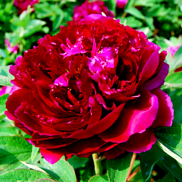 Baiyuan's Red Clouds