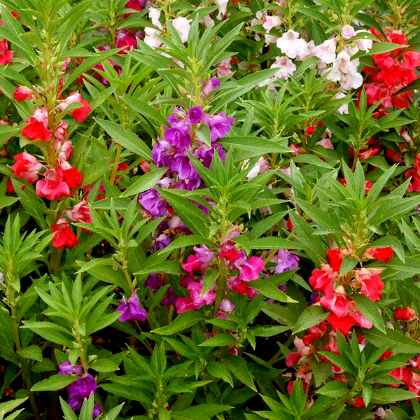 Balsam 'Camellia Flowered Mix' Impatiens Seeds