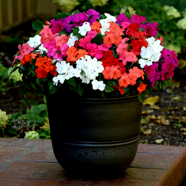 Beacon® Formula Mixture Hybrid Impatiens Seeds