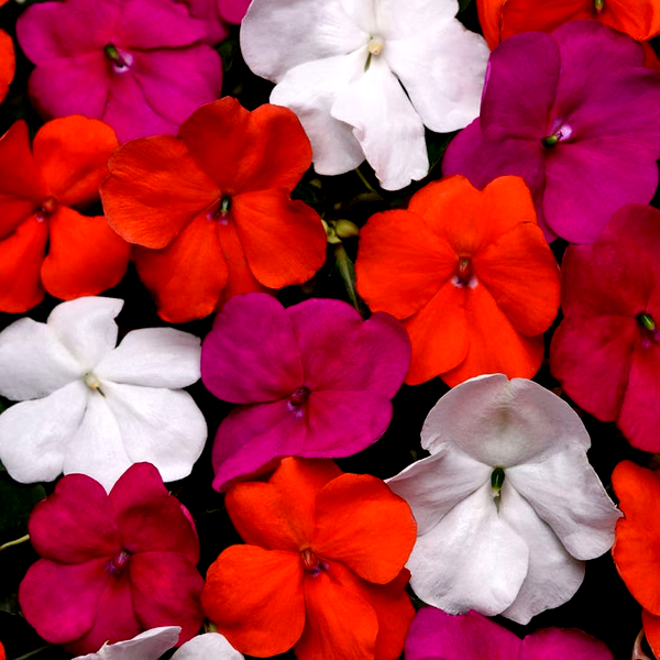 Beacon® Lindau Mixture Hybrid Impatiens Seeds