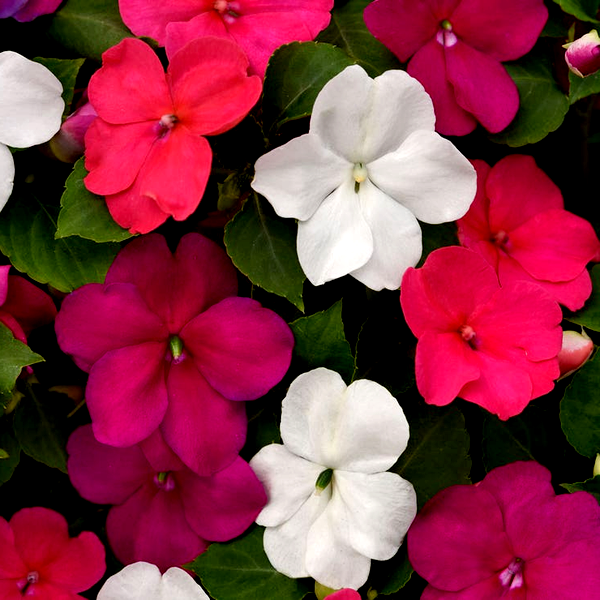 Beacon® Portland Mixture Hybrid Impatiens Seeds