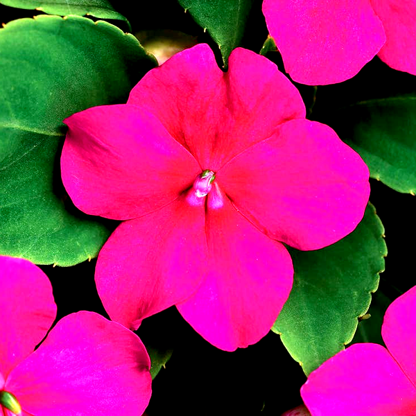 Beacon® Violet Shades Hybrid Impatiens Seeds