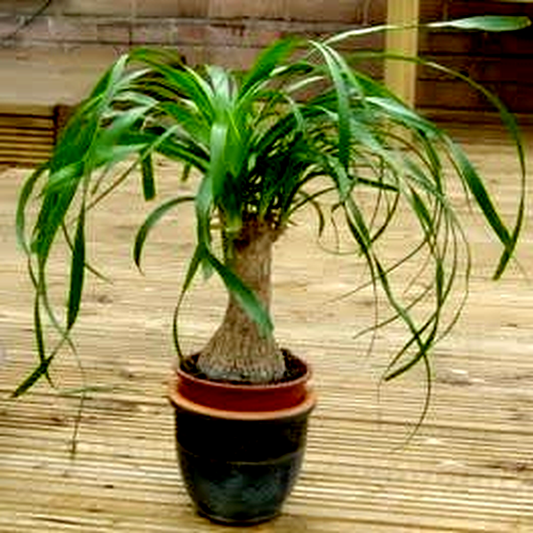 Beaucarnea guatemalensis