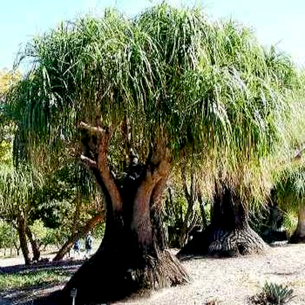 Beaucarnea recurvata
