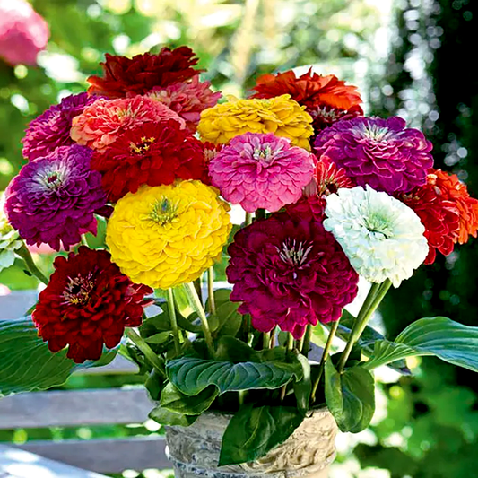 Benary's Giant Mix Zinnia Seeds