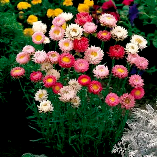 Best Mix Strawflower Seeds