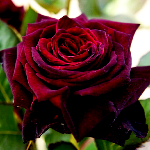 Black Baccara