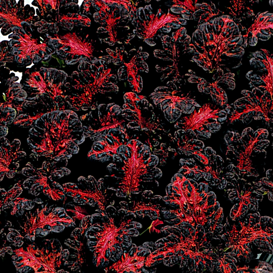 Black Dragon Coleus Seeds