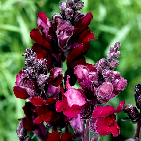 Black Prince' Snapdragon Seeds