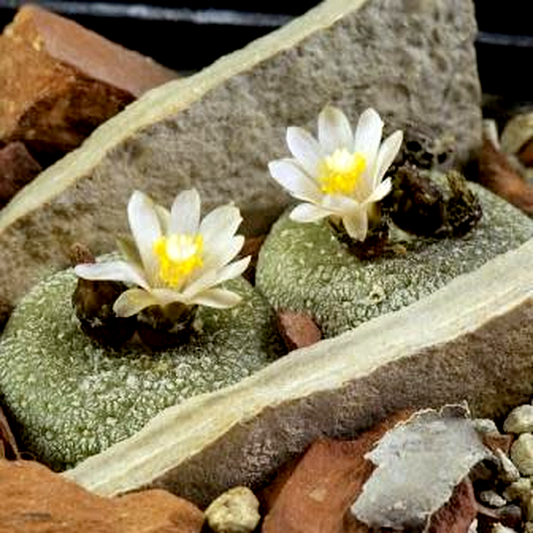 Blossfeldia liliputana