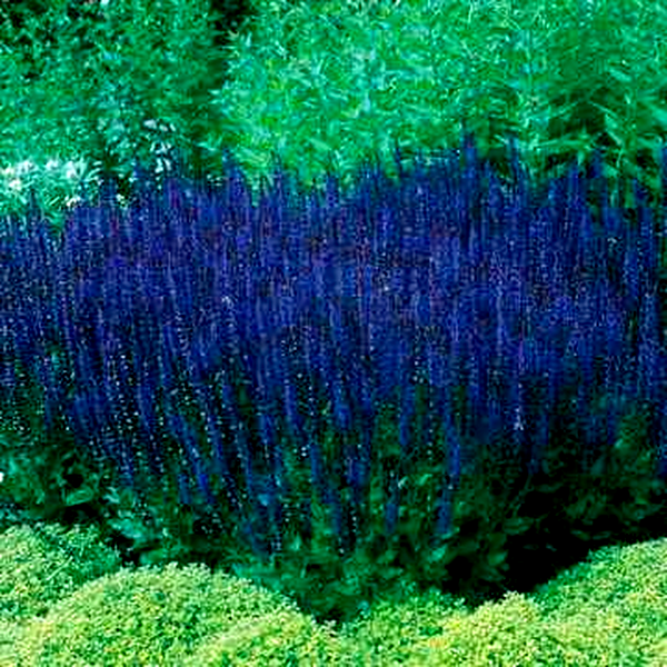 Blue Queen Salvia Seeds