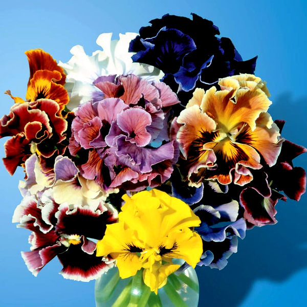 Bolero Mix Pansy Seeds