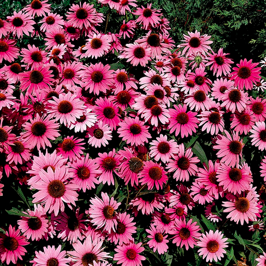 Bravado Purple Coneflower Seeds