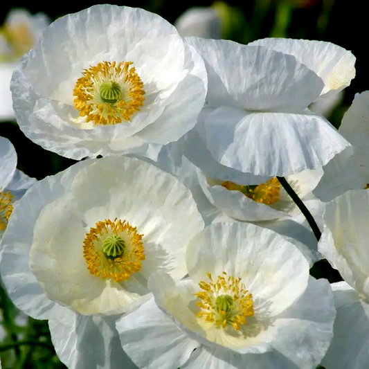 Bridal Silk' Poppy Seeds