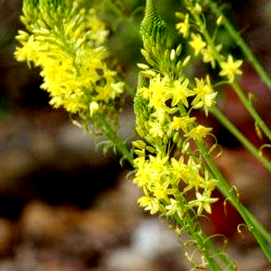 Bulbine alooides