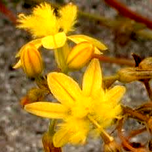 Bulbine annua