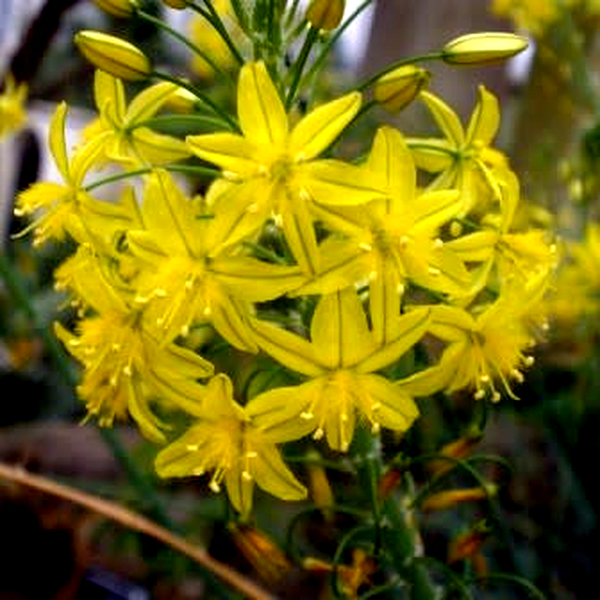 Bulbine frutescens Yellow