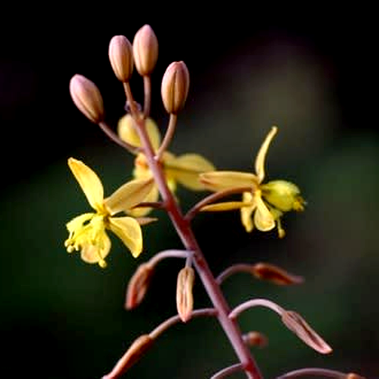 Bulbine praemorsa