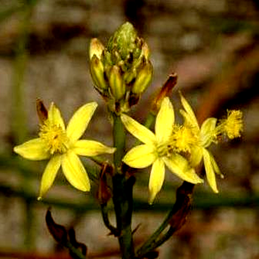 Bulbine semibarbata