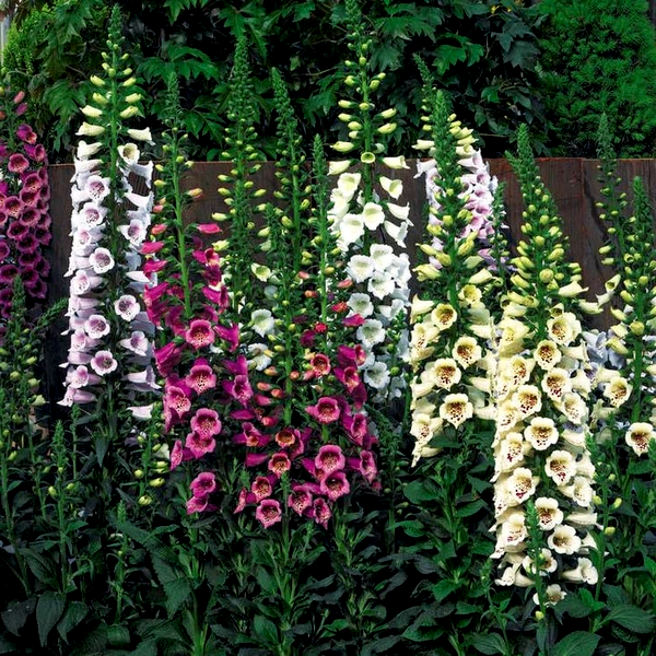 Camelot™ Mix Hybrid Foxglove Seeds