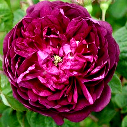 Cardinal De Richelieu