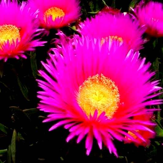 Carpobrotus deliciosus
