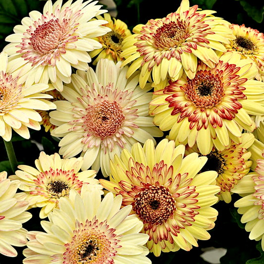 Cartwheel® Strawberry Twist Gerbera Daisy Seeds