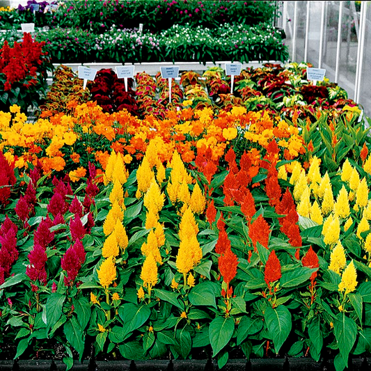 Century Mix Celosia Seeds