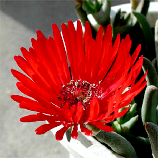 Cephalophyllum alstonii