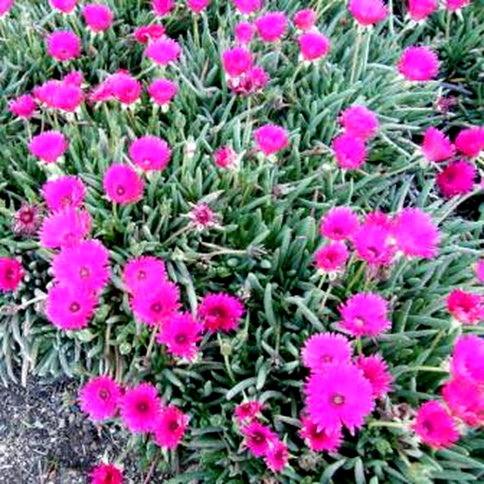 Cephalophyllum niveum