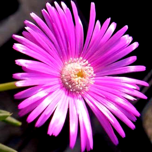 Cephalophyllum pulchrum