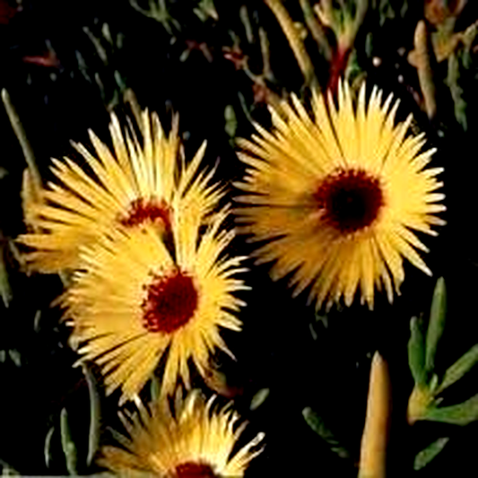 Cephalophyllum tricolorum