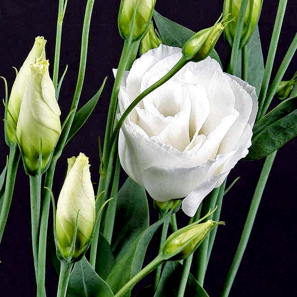 Cessna White Lisianthus Seeds