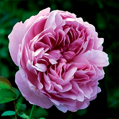 Charles Rennie Mackintosh