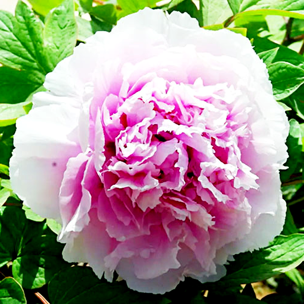 Charming Sights after Rain