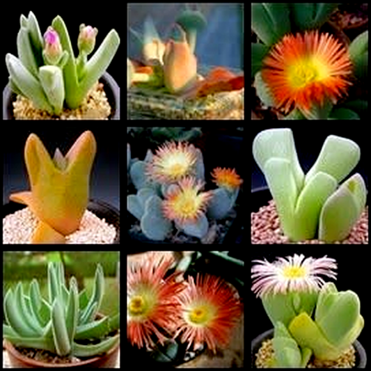 Cheiridopsis Mixed Species