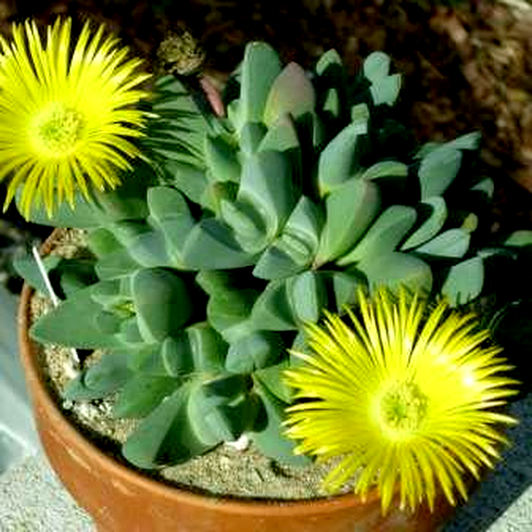 Cheiridopsis brownii