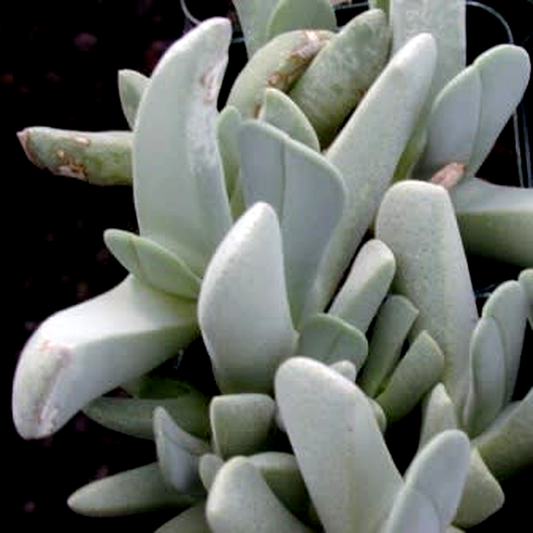 Cheiridopsis carinata