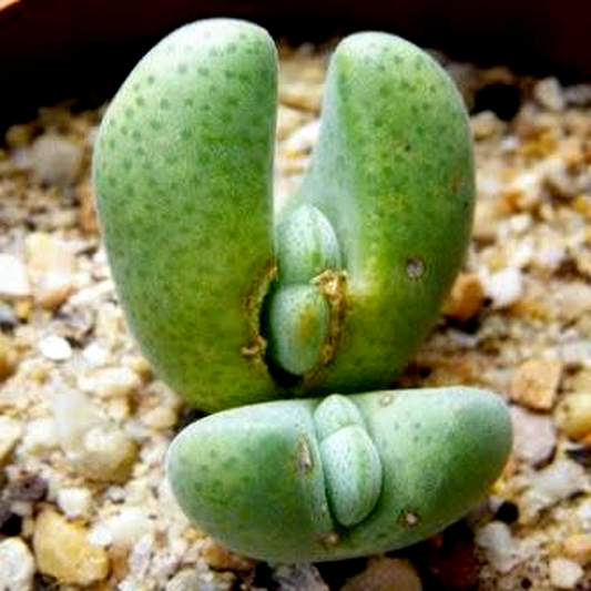 Cheiridopsis glomerata