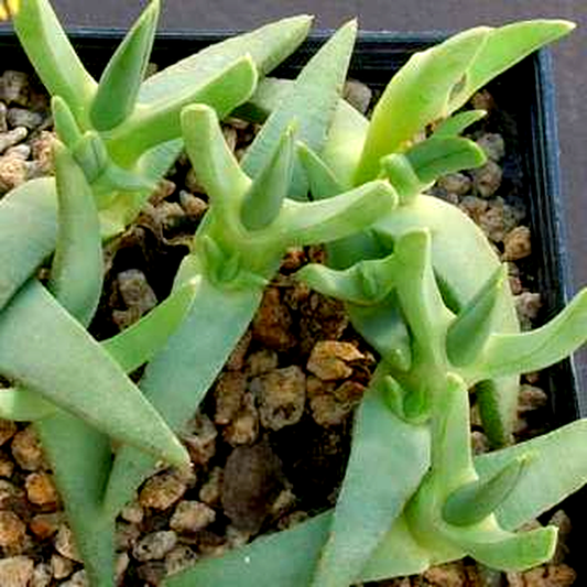 Cheiridopsis imitans