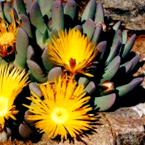 Cheiridopsis robusta