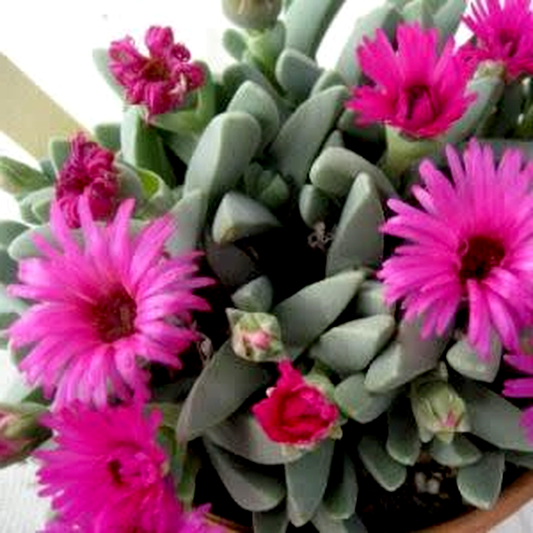 Cheiridopsis speciosa